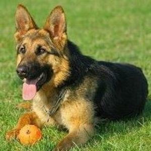 Meet your Posher, Chip